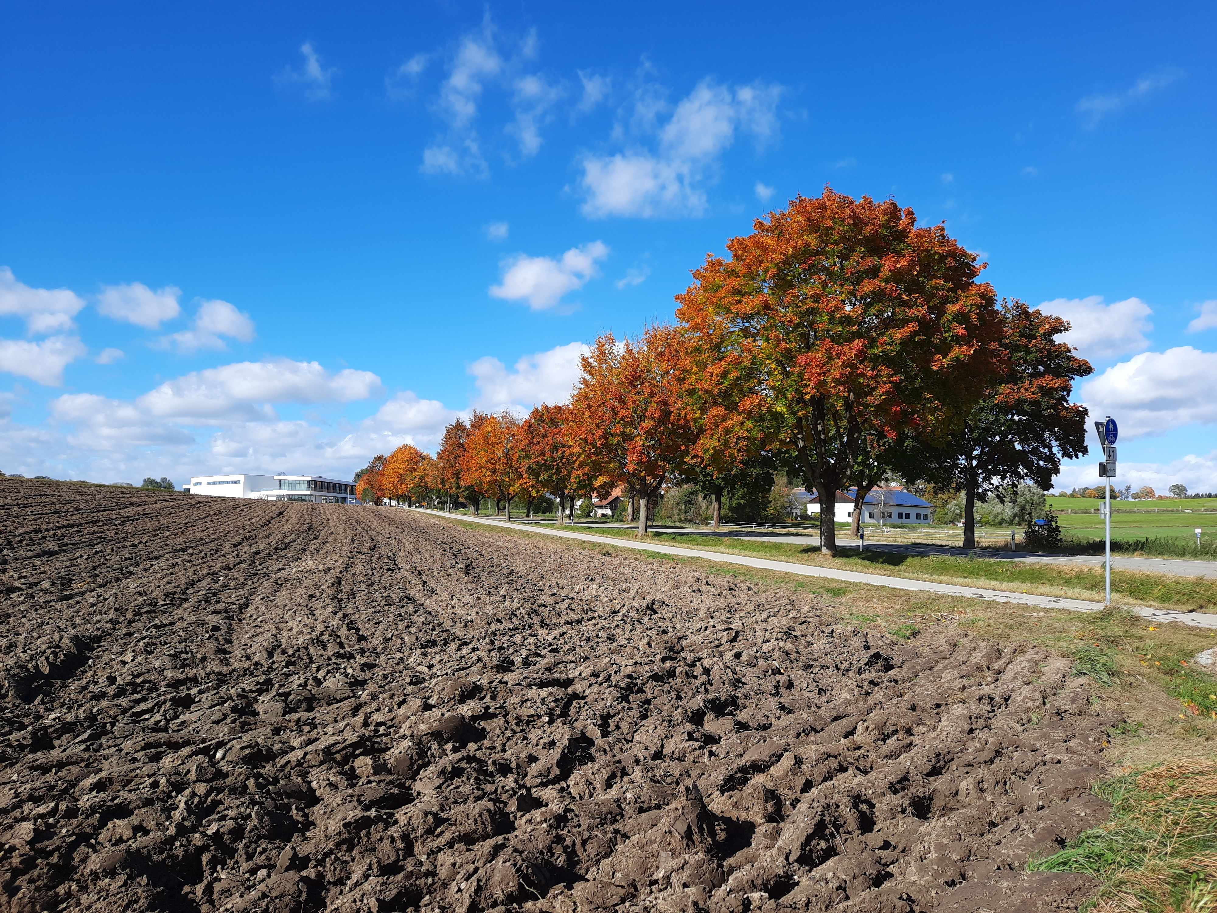 Bäume im Herbst